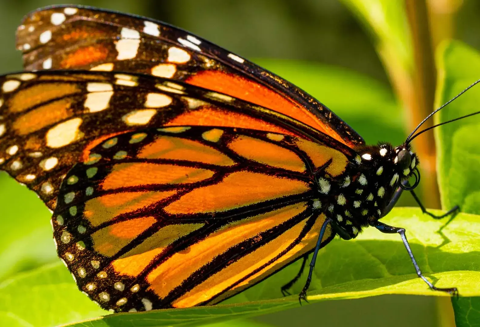 Estudiantes del Tec en Estado de México desarrollaron Canal-IA, un sistema de monitoreo climático y biológico para poblaciones de mariposa monarca.