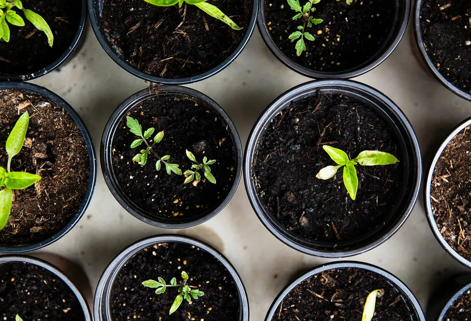 plantas de Invernadero