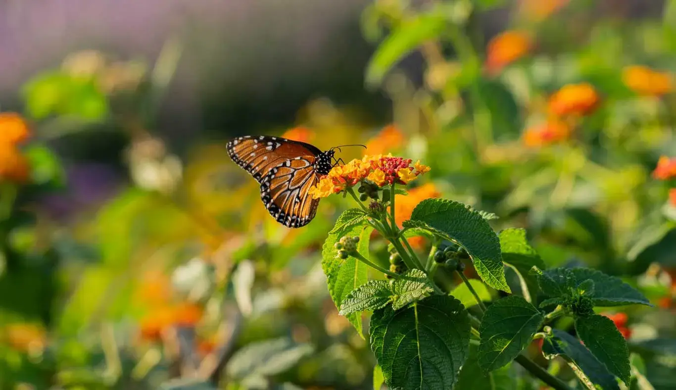 La migración de la mariposa monarca sucede anualmente.