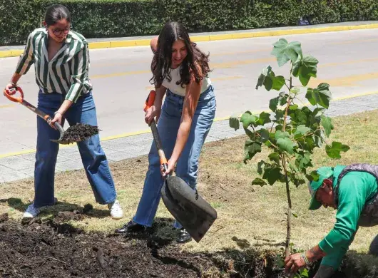 Comunidad de PrepaTec Santa Fe planta árbol de manitas, especie amenazada