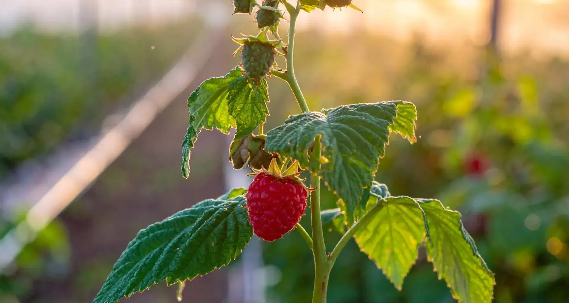 Estudiantes del Tec Guadalajara predicen con IA uso agropecuario de agua.