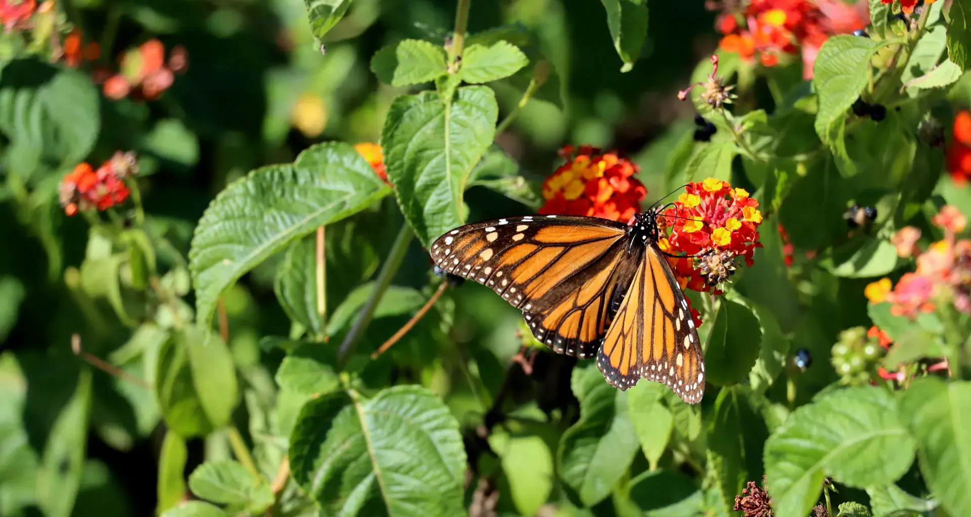 Mariposas monarca, Tec de Monterrey.