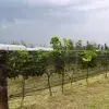El Tec Campus Querétaro inauguro sistema de operación del viñedo inteligente