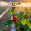 Estudiantes del Tec Guadalajara predicen con IA uso agropecuario de agua.
