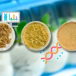 Va-Nano es un proyecto desarrollado por EXATEC del campus Querétaro que consiste en un biopolímero obtenido a partir de residuos de plátano.