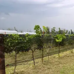 El Tec Campus Querétaro inauguro sistema de operación del viñedo inteligente