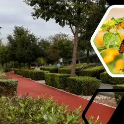 Parque Central, mariposas Monarca, Tec de Monterrey.