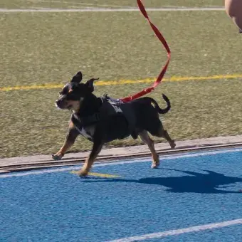 Perro corriendo en la pista