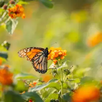 Se mantienen especies de flora como el Cenizo y la Lantana.